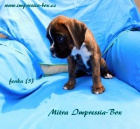 N�m.Box.�t. s PP,Chov.Impressia-Box