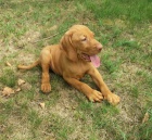 Ma�arsk� oha� kr�tkosrst� s PP