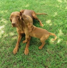 Ma�arsk� oha� kr�tkosrst� s PP