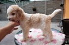 Lagotto Romagnolo - Italsk� vodn� pes
