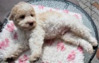 Lagotto Romagnolo - Italsk� vodn� pes