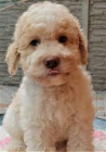 Lagotto Romagnolo - Italsk� vodn� pes
