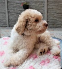Lagotto Romagnolo - Italsk� vodn� pes