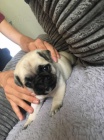 Mops d�ti