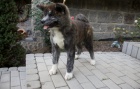 Akita Inu s PP - ihned k odb�ru
