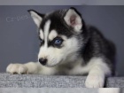 Sibi�sk� husky d�ti bez PP
