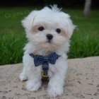 Sn�hurka Maltes �t��ata