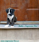 �te�ata - boxer, Impressia-Box