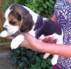 Sladk� samci a samice �t��ata Beagle pro p�ijet�