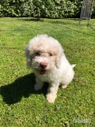 Lagotto �t���tka z Romagny