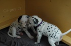 zdrav� t���tka Dalmatian pro p�ijet�