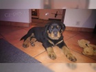 zdrav� t���tka Rottweiler pro p�ijet�