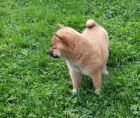 �t��ata Shiba Inu pro adopci zdarma