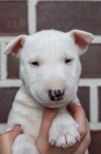 Bull Terrier �t��ata K adopci