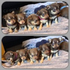 �t��at �ivavy