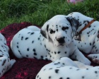 Registrovan� dalmatinci