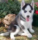 kr�sn� �t���tka sibi�sk�ho husky! Jsme zkontrolovan� veterin��i, ve v�born�m zdravotn�m stavu a nyn� p�ipraveni na nov� domovy! Od veterin��e obdr��te zdravotn� osv�d�en�, p�semnou jednoletou z�ruku na zdrav�, tipy na z�kladn� p��i o �t�n�, mal� s��ek s j