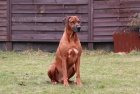Rhodesian Ridgeback �t��ata