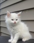 Ohromuj�c� ko�ata Maine Coon