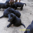 Labrador retriever - �ern� �t��ata