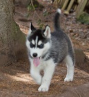 �t��ata sibi�sk�ho husky! Jsme zkontrolovan� veterin��i, ve v�born�m zdravotn�m stavu a nyn� p�ipraveni na nov� domovy! Od veterin��e obdr��te zdravotn� osv�d�en�, p�semnou jednoro�n� z�ruku na zdrav�,