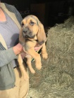 �t���tka Bloodhound p�ipravena hned te�. Zdravotn� certifik�t, zdravotn� z�ruka