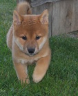Rodina chovala �t��ata shiba inu k adopci �t��ata jsou registrov�na a maj� prvn� o�kov�n� a od�erven�.