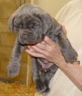 �t��ata Neapolitan Mastiff Nyn� m�m p�ipraveno 1 d�vku a 1 chlapce do sv�ch nov�ch domov�. Maminku a otce lze pova�ovat za rodinn�ho mazl��ka. �t��ata jsou doposud hn�vov� a od�erven�, jsou vycvi�ena na pad