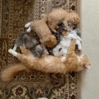 Kr�sn� persk� kot�