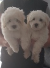 Roztomil� �istokrevn� �t���tka reg coton de tulear
