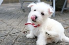 �t��ata West Highland Terrier