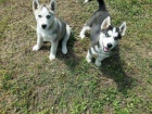 �t��ata sibi�sk�ho huskyho psa a samice