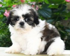 �t��ata Shih Tzu. Jsou to drz� postavi�ky. Velmi zdrav�, robustn�, velmi �iv� a p��telsk�. Vynikaj�c� osobnosti