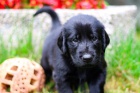 Flat coated retriever �t��ata s PP