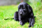 Flat coated retriever �t��ata s PP