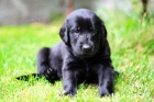 Flat coated retriever �t��ata s PP