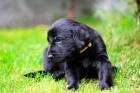 Flat coated retriever �t��ata s PP