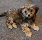 Rusk� barevn� bolonka