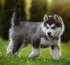 zdrav� alja�sk� malamutov� �t��ata 12 t�dn� p�ipraven� pro milovn�ky zv��at