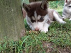 N�dhern� �t���tka vl��ho husky