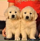 Zlat� retr�vr - �t���tka bez PP