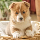 Vel�tina Corgi (Pembroke)