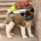 t�i adoptovateln� akity pro adopci zdarma.1 mu�i a 2 �eny