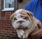 Anglick� buldok �t��ata pes a fena