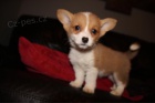 Roztomil� a kr�sn� �t���tka Welsh Corgi pembroke