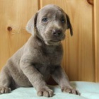 kr�sn� adoptovateln� labradors.males a female