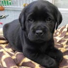 kr�sn� adoptovateln� labradors.males a female