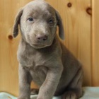 kr�sn� adoptovateln� labradors.males a female