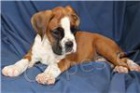 kr�sn� adoptivn� boxerky kra�asy �t��ata .male a fena k dispozici