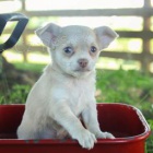 kr�sn� mu� a �ena �ivava k adopci